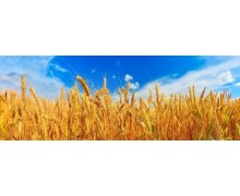 Панорамы. Пшеничное поле (PAN 0049)